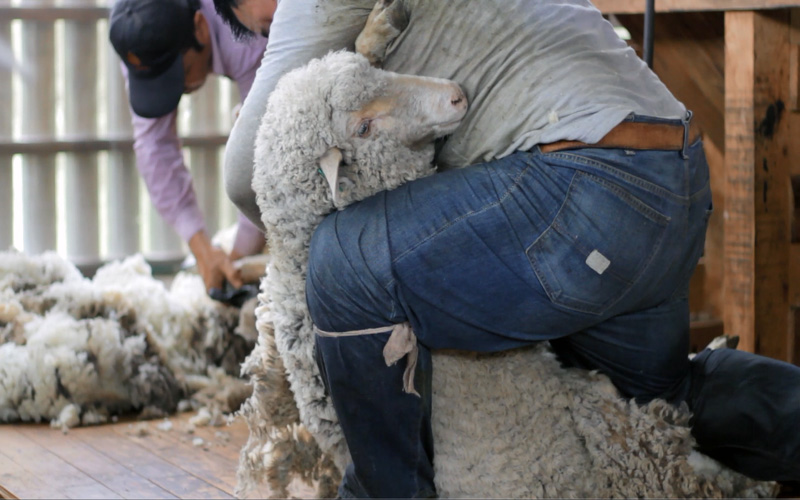 OVISNOVA participó en Faena de Esquila