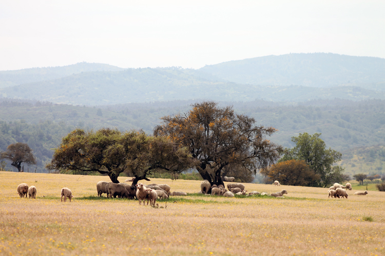 Ovisnova rescatará “Sello Merino para la Ruta Textil” en la Región de O’Higgins