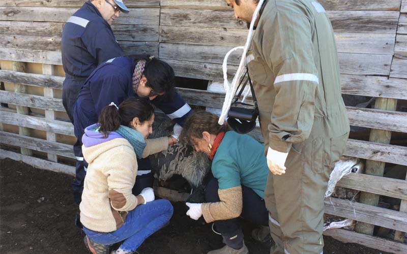 Ovisnova realizó curso en Ultrasonografía Reproductiva  en Rumiantes Menores