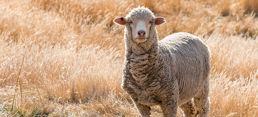 Sello Merino para la Ruta Textil